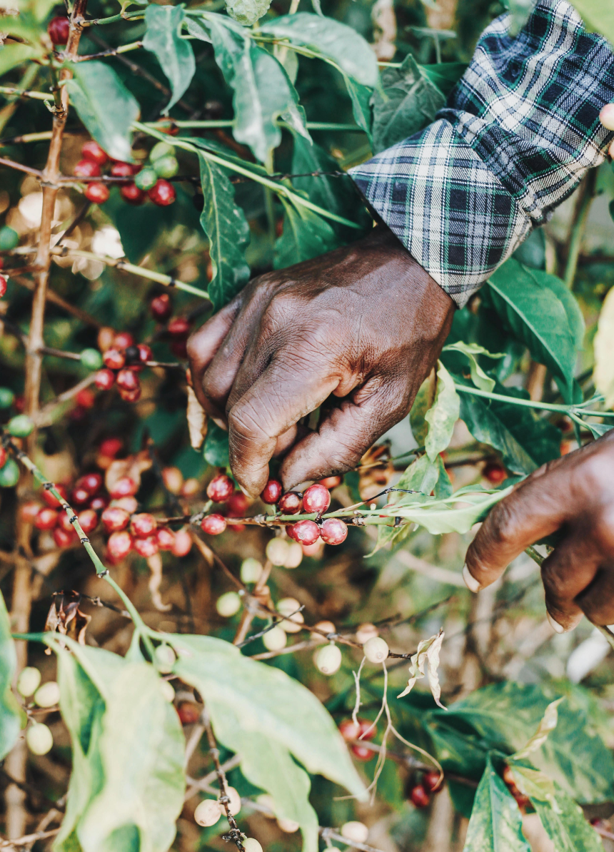 What Is All Natural Caffeine?